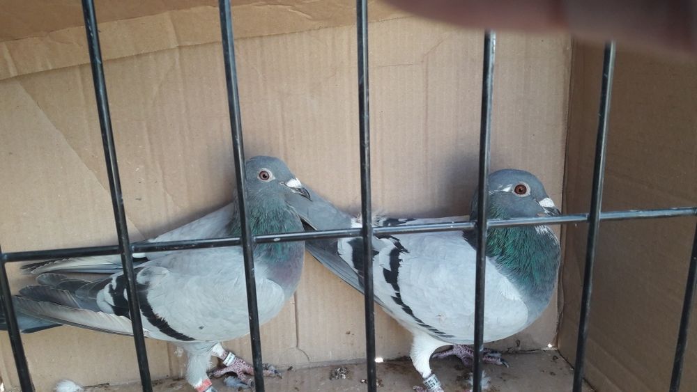 Sprzedam 7 gołębi pocztowych