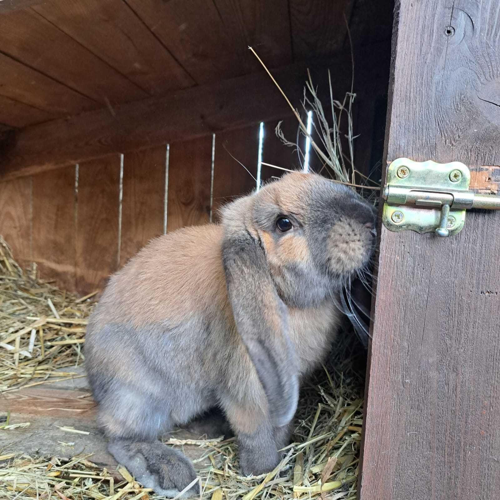 Królik baran francuski madagaskar