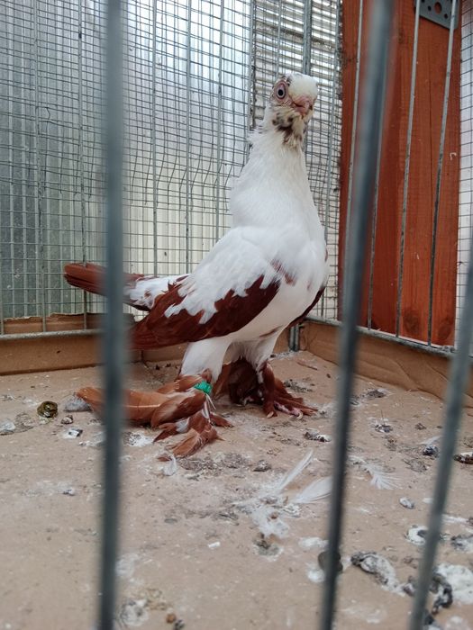 Gołębie ozdobne motyl warszawski czerwony samiec 25