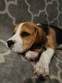 Piesek Beagle śliczny