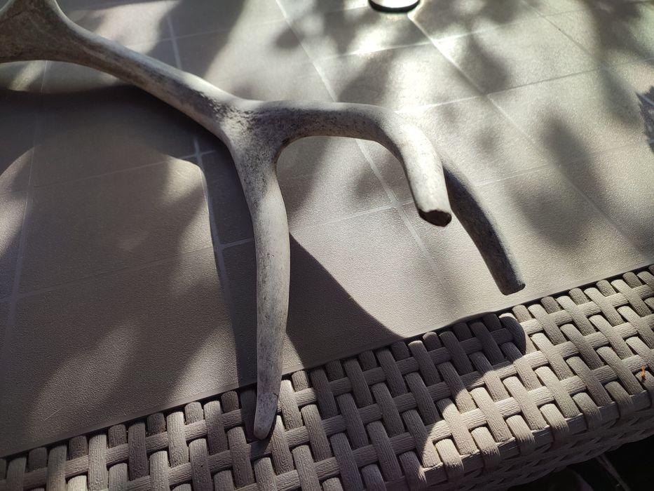 Róg poroże jelenia