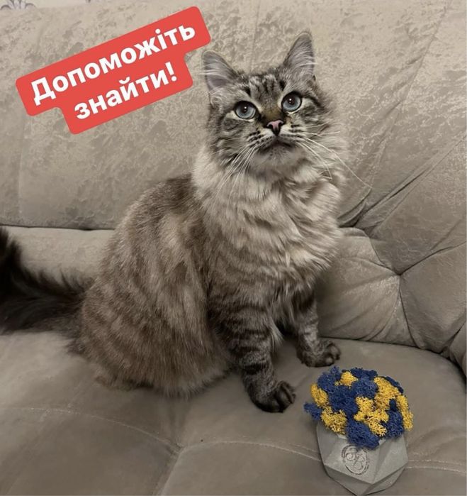 Увага! Розшук! Пропала киця!