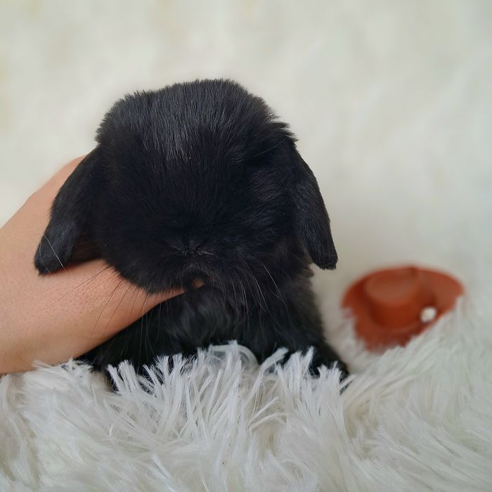 Króliki mini lop królik mini lop z dokumentacją