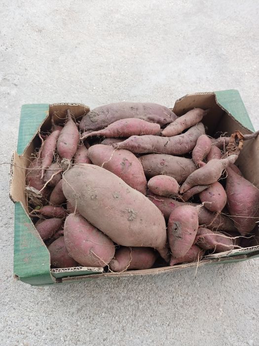 Batata doce biológica
