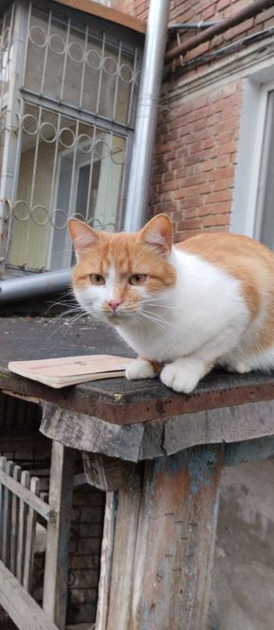 Кішка безкоштовно