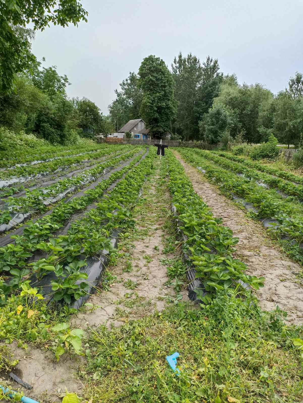 Продаю розсаду полуниці Азія