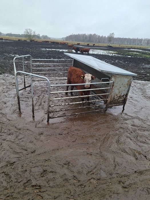 Odsadki byczki jałowki
