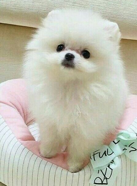 Spitz / Lulu Pomerânia mini