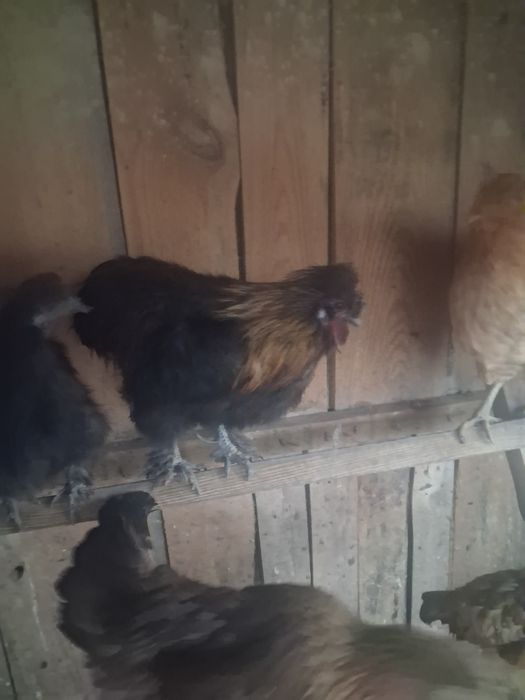 Koguty silki do sprzedania