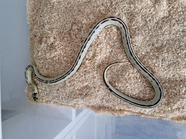 Wąż Lampropeltis california samica