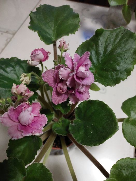 Не дорого, взрослые цветущие фиалки