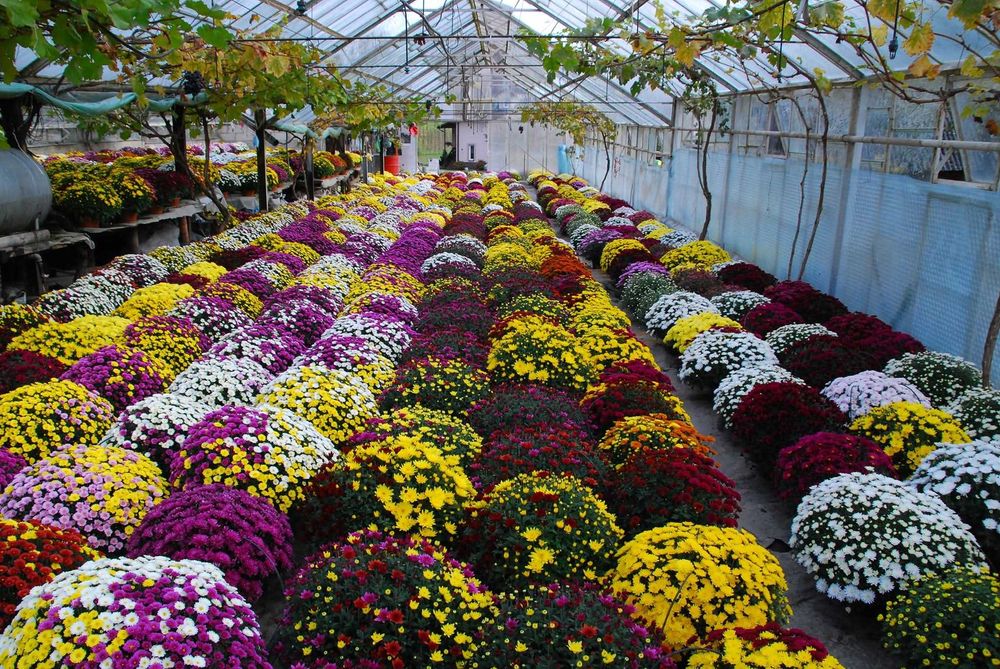 Chryzantemy drobnokwiatowe