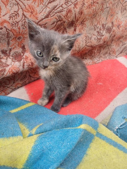 Віддам котенятко в добрі руки