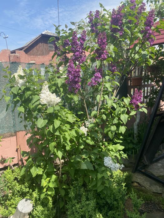 Сирень біла і темнофіолетова, Гортензия древовидная Аннабель