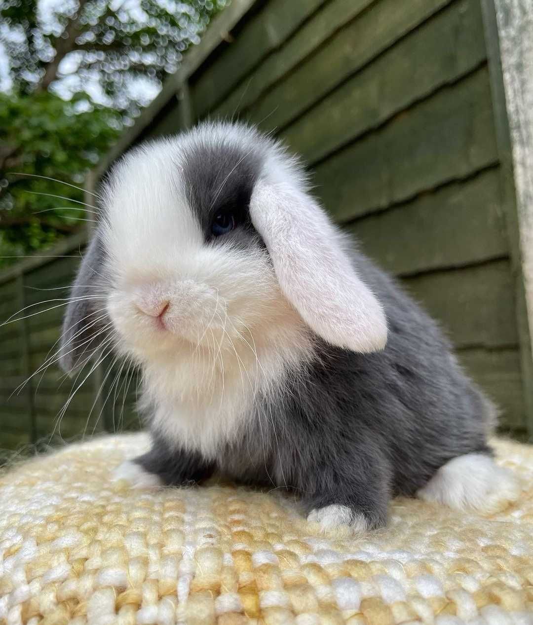 KIT Coelhos anões orelhudos, mini lop adoráveis e super inteligentes