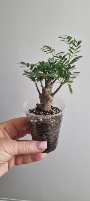 Продам каудексное растение Сенна