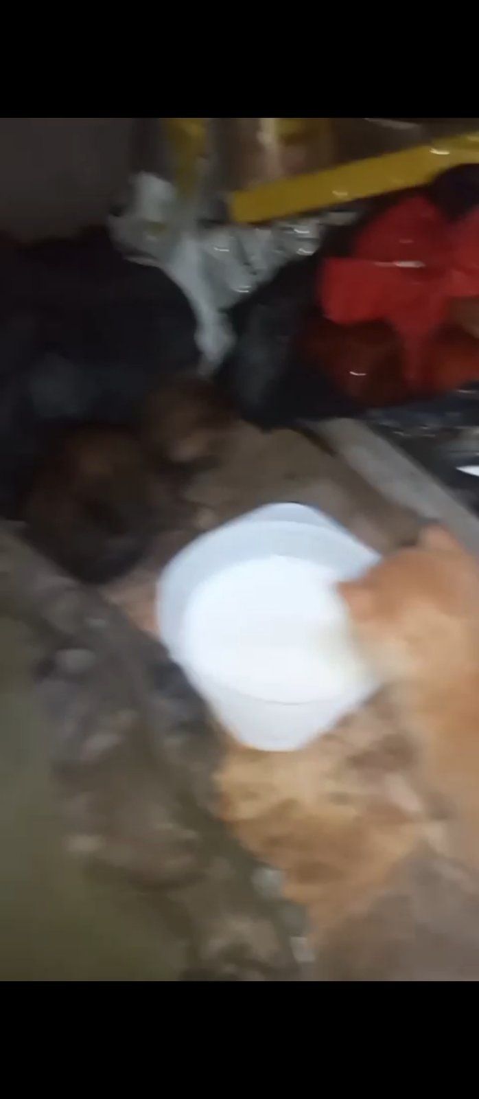 Віддам кошенят в добрі руки