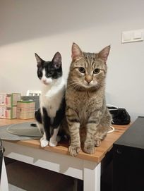 Młode kociaki szukają wspólnego domu