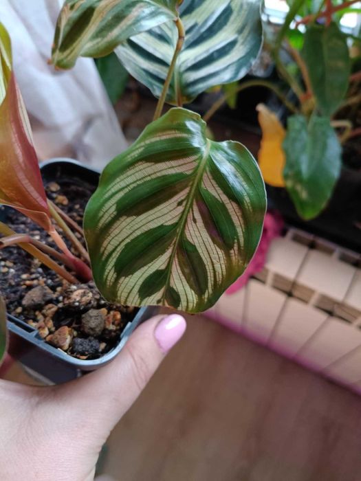 calathea kalathea makoya