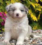 Border Collie dziewczynka Cora