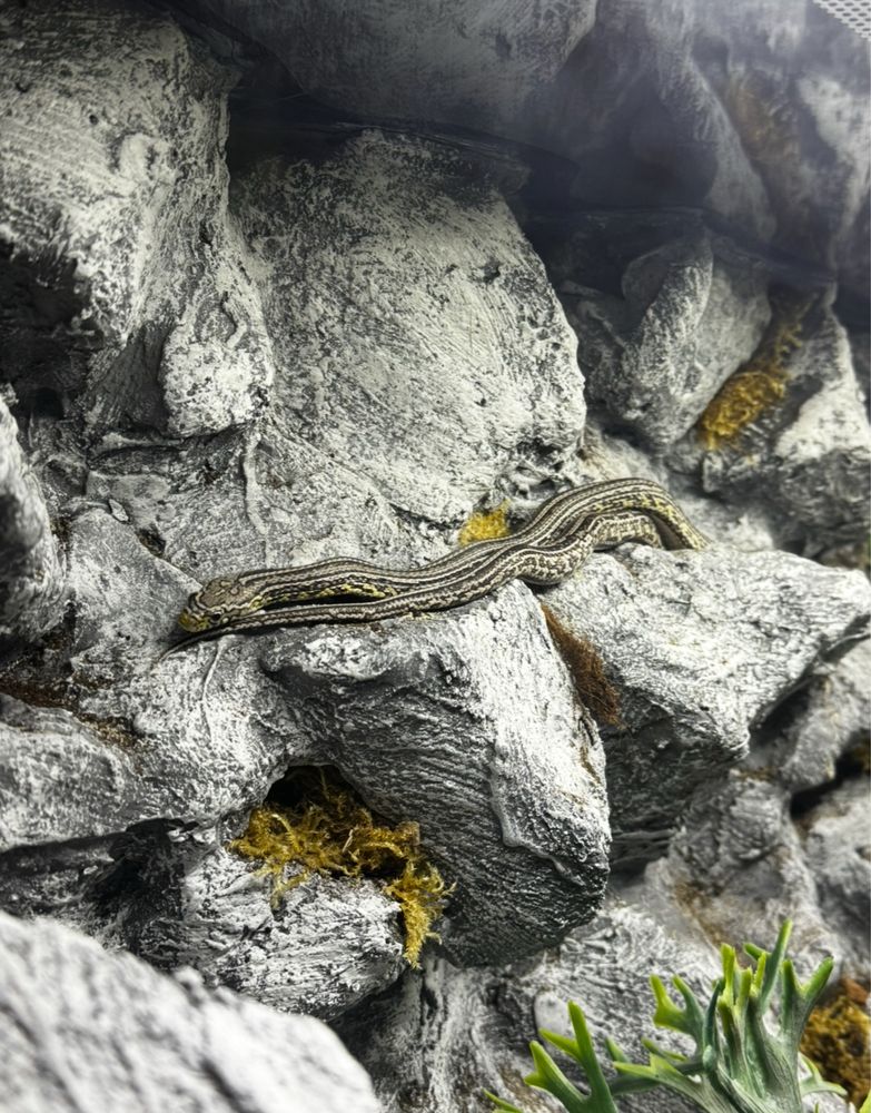 Wąż zbozowy samica