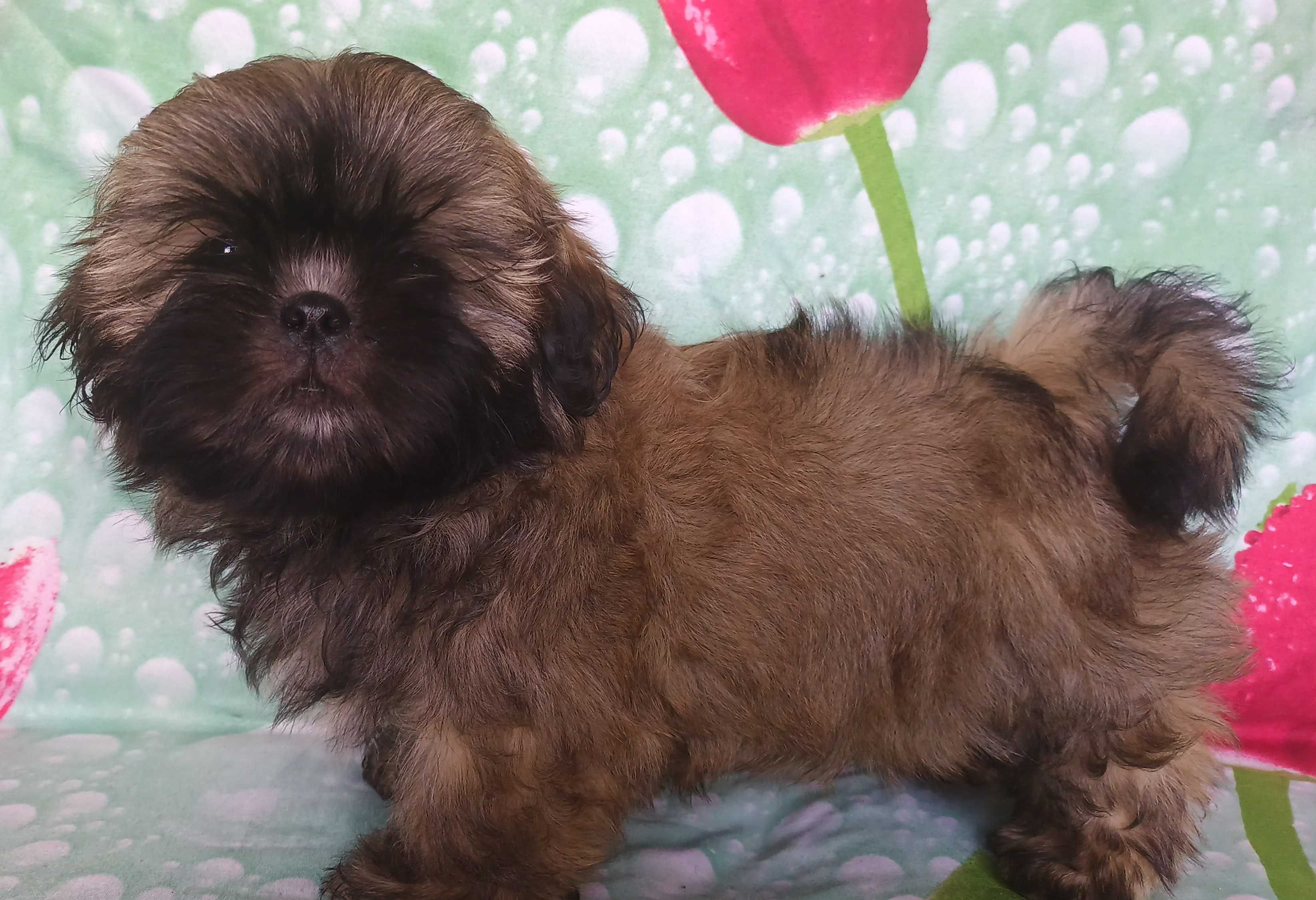 Shih Tzu puchaty piesek gotowy do odbioru