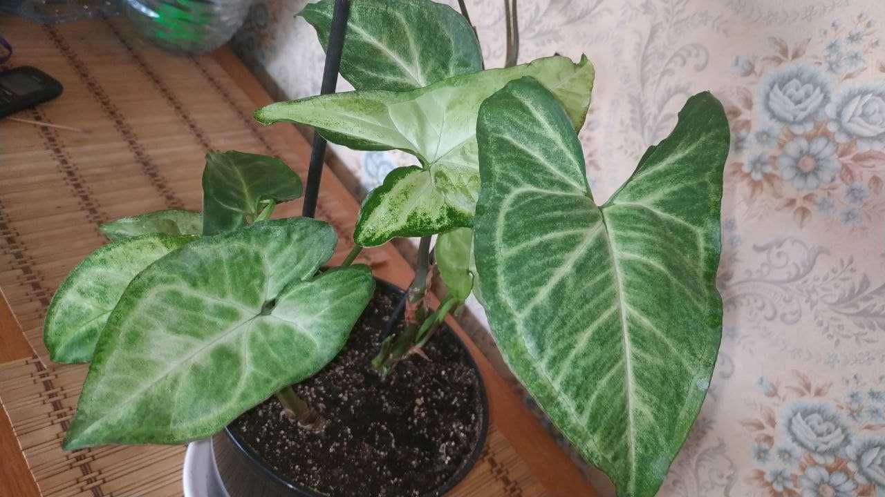 Комнатное растение Сингониум Баттерфляй / Взрослое растение