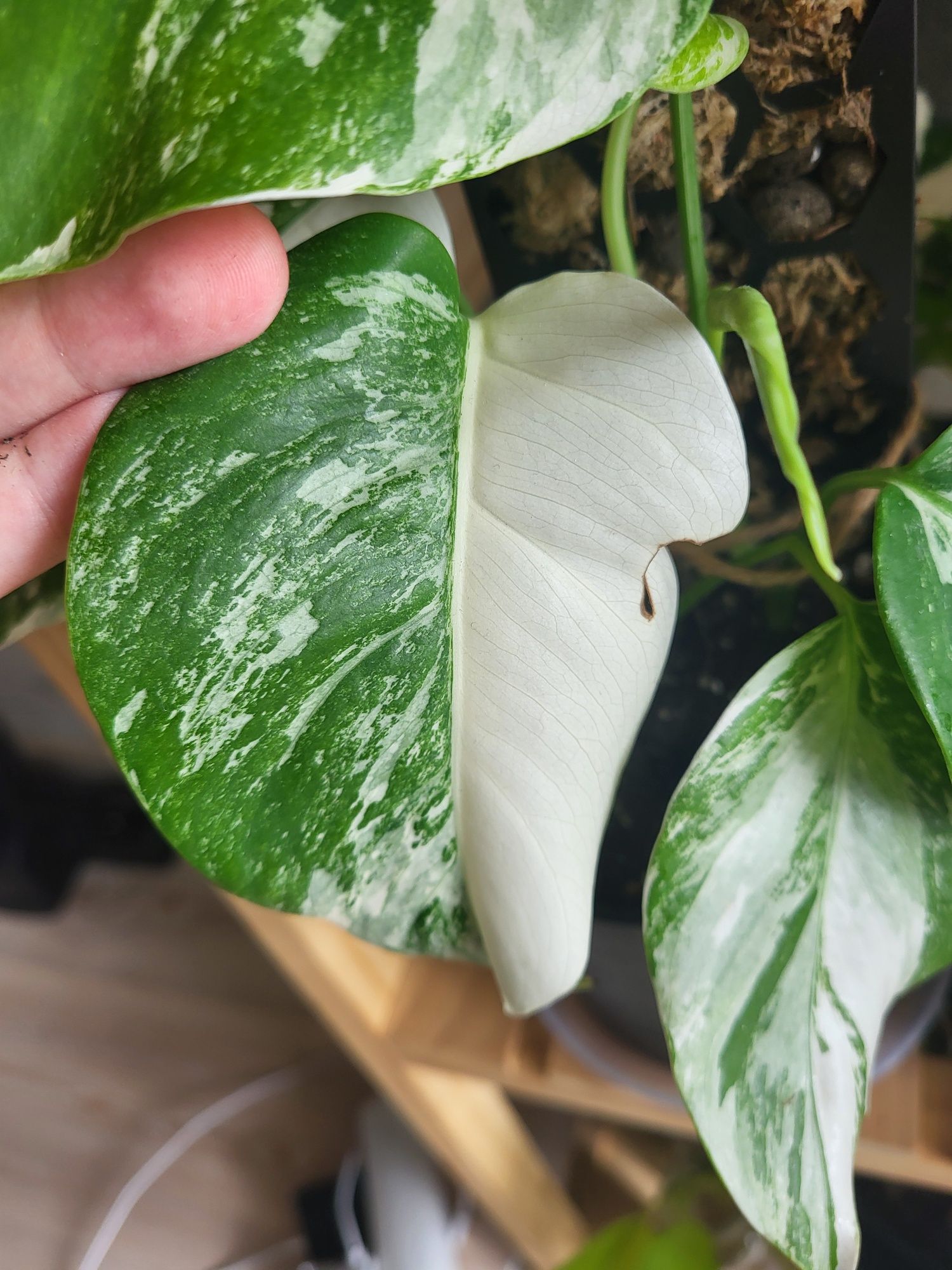 7 lisci. Monstera varie