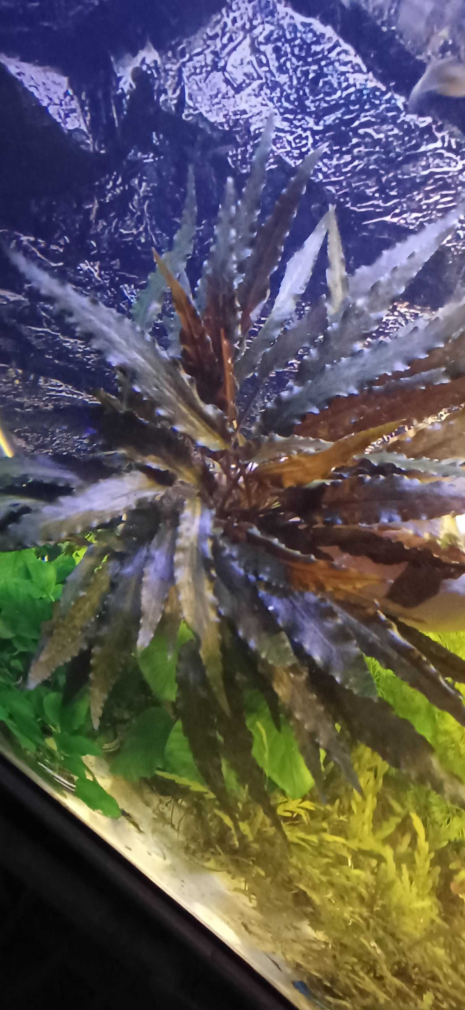 Plantas aquario, hygrophila, rotala, anubias, cryptocoryne