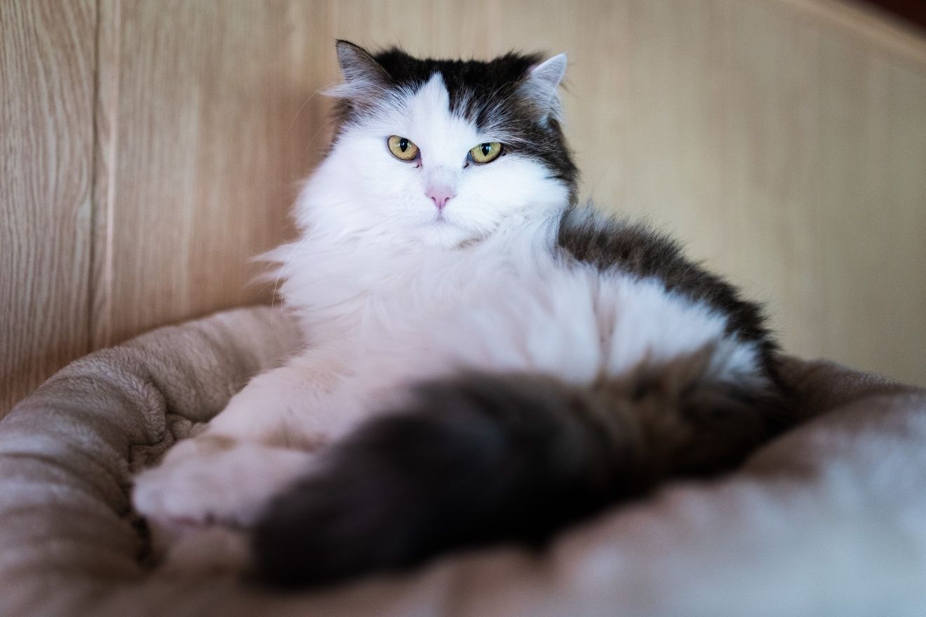 Koty do adopcji kotki