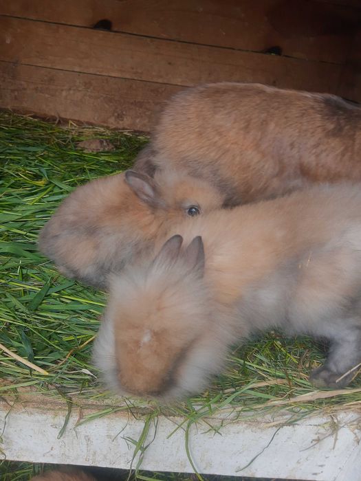 Króliki miniaturki samce, samice
