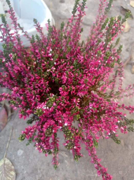 Вереск цветущий.