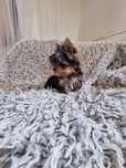 Yorkshire terrier piesek