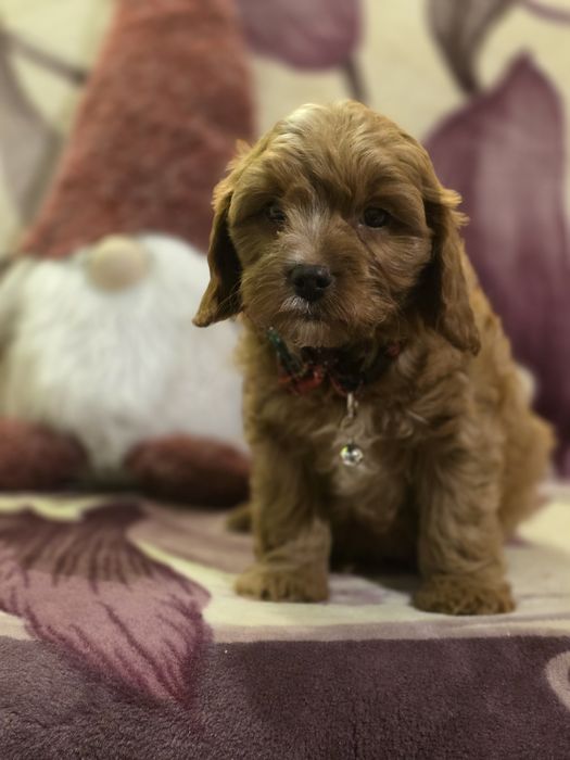 Cavapoo f1 piesek szczenię do odbioru z metryką