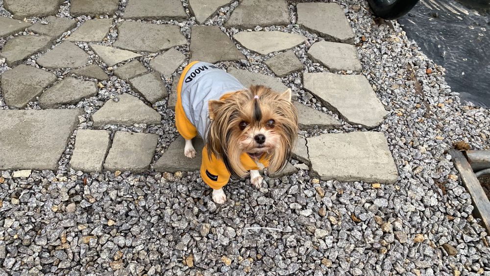 Бівер йорк міні дівчинка 4 р  бебі фейс