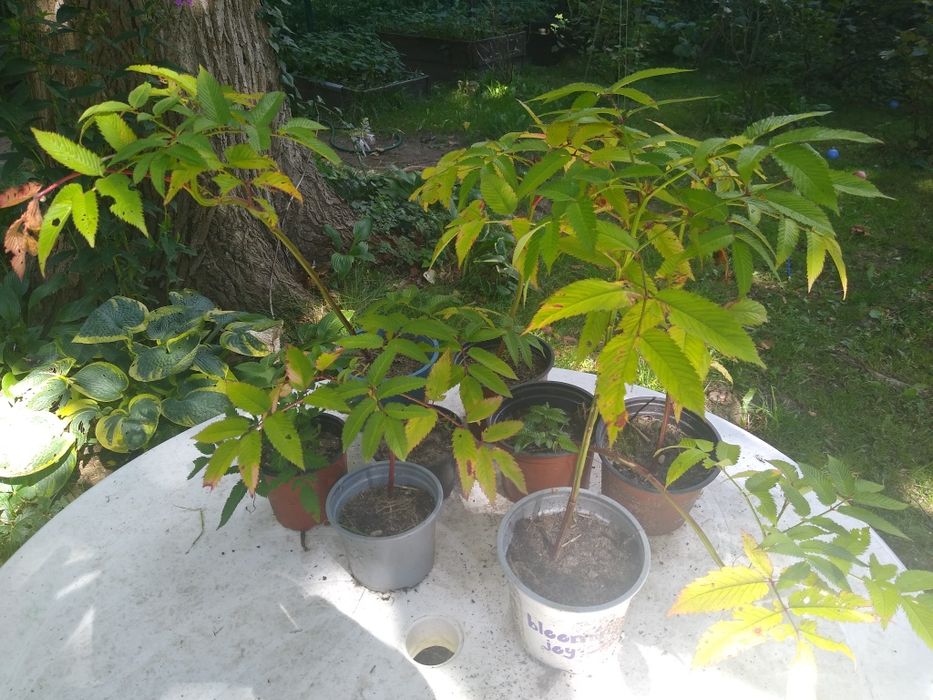 Malinotruskawka nadwyżka z ogrodu