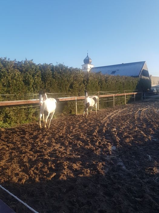 Para źrebiąt - ogierki, ogier