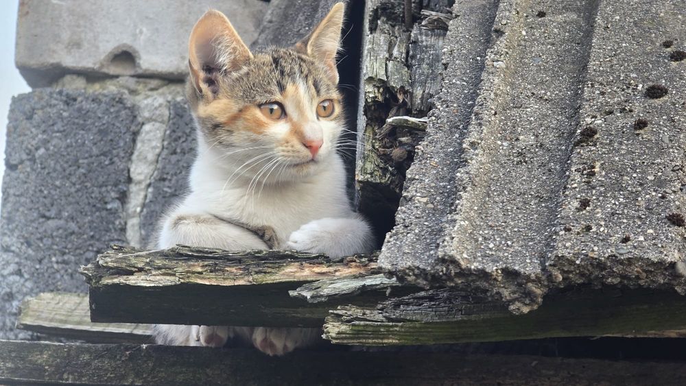 Oddam za darmo dwa sliczne kotki