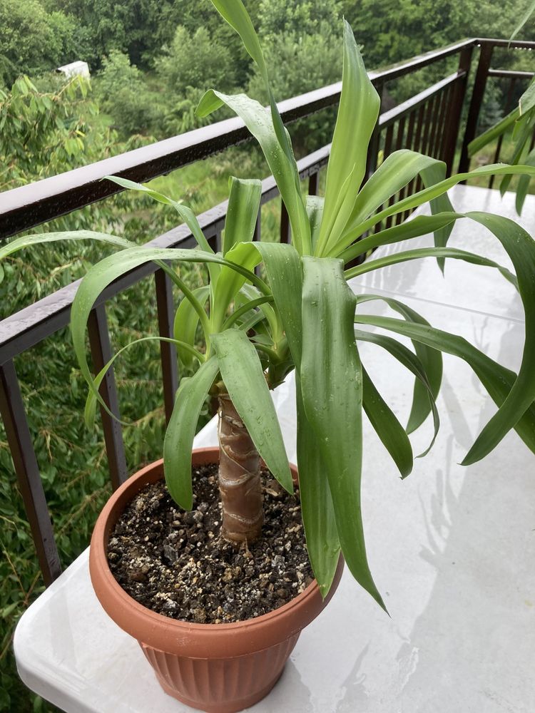 Juka, dracena, rośliny zielone, rośliny doniczkowe