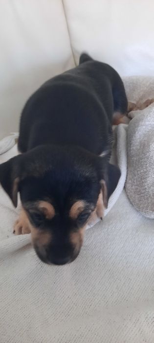 Urocze szczeniaki  szuka kochającego domu!