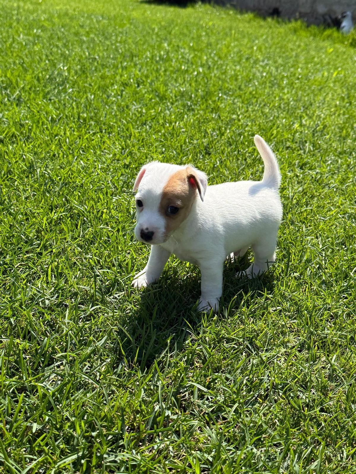 Jack Russel qualidade
