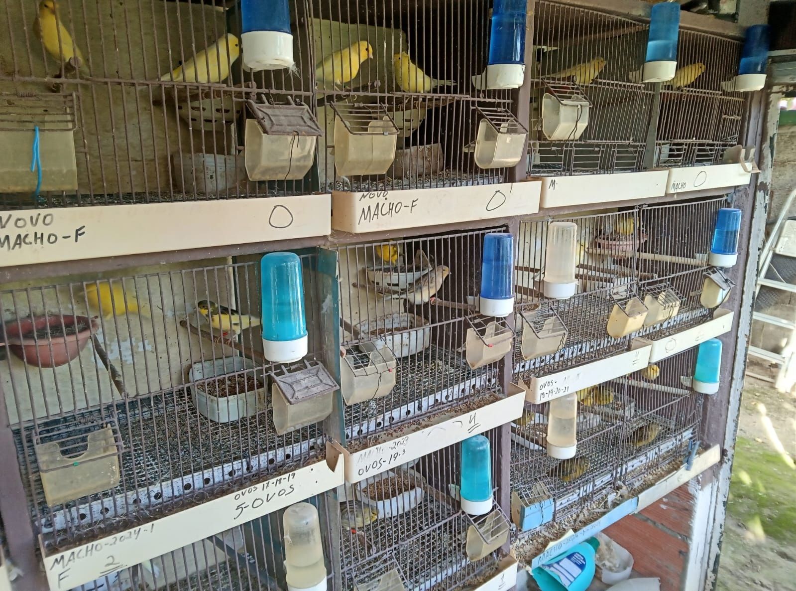 Vendo Canários de varias cores