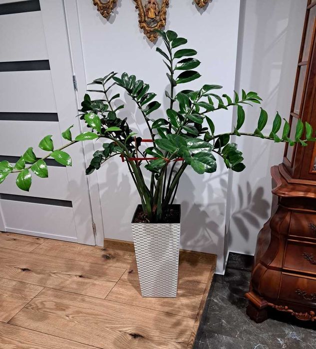 Zamiokulkas - Piękny kwiat domowy z doniczką - Wysokość 130 cm. !!!