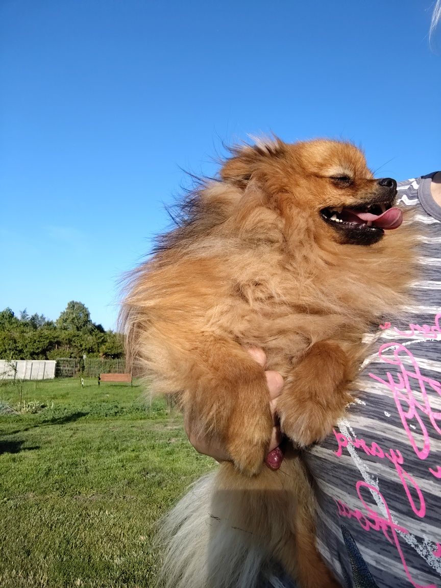 Szpic miniaturowy pomeranian