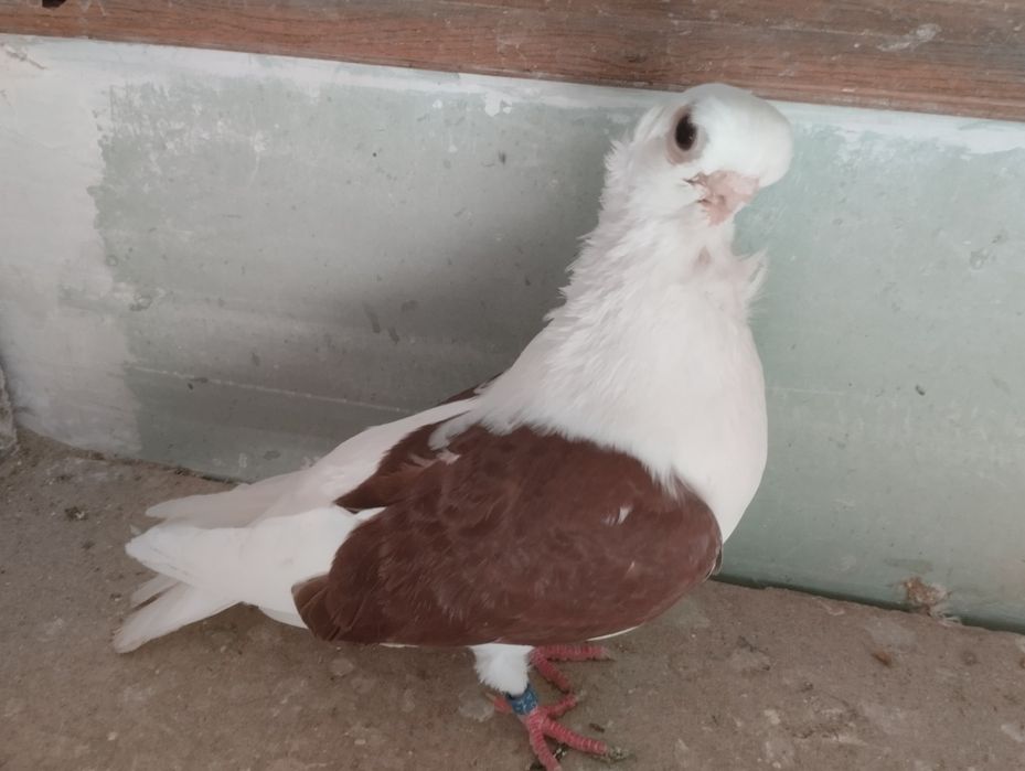 Mewka polska samczyk czerwony 2024r