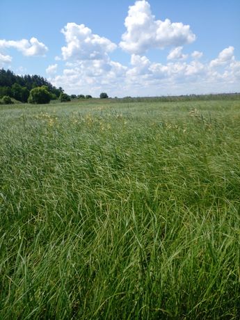 Продам сіно в тюках