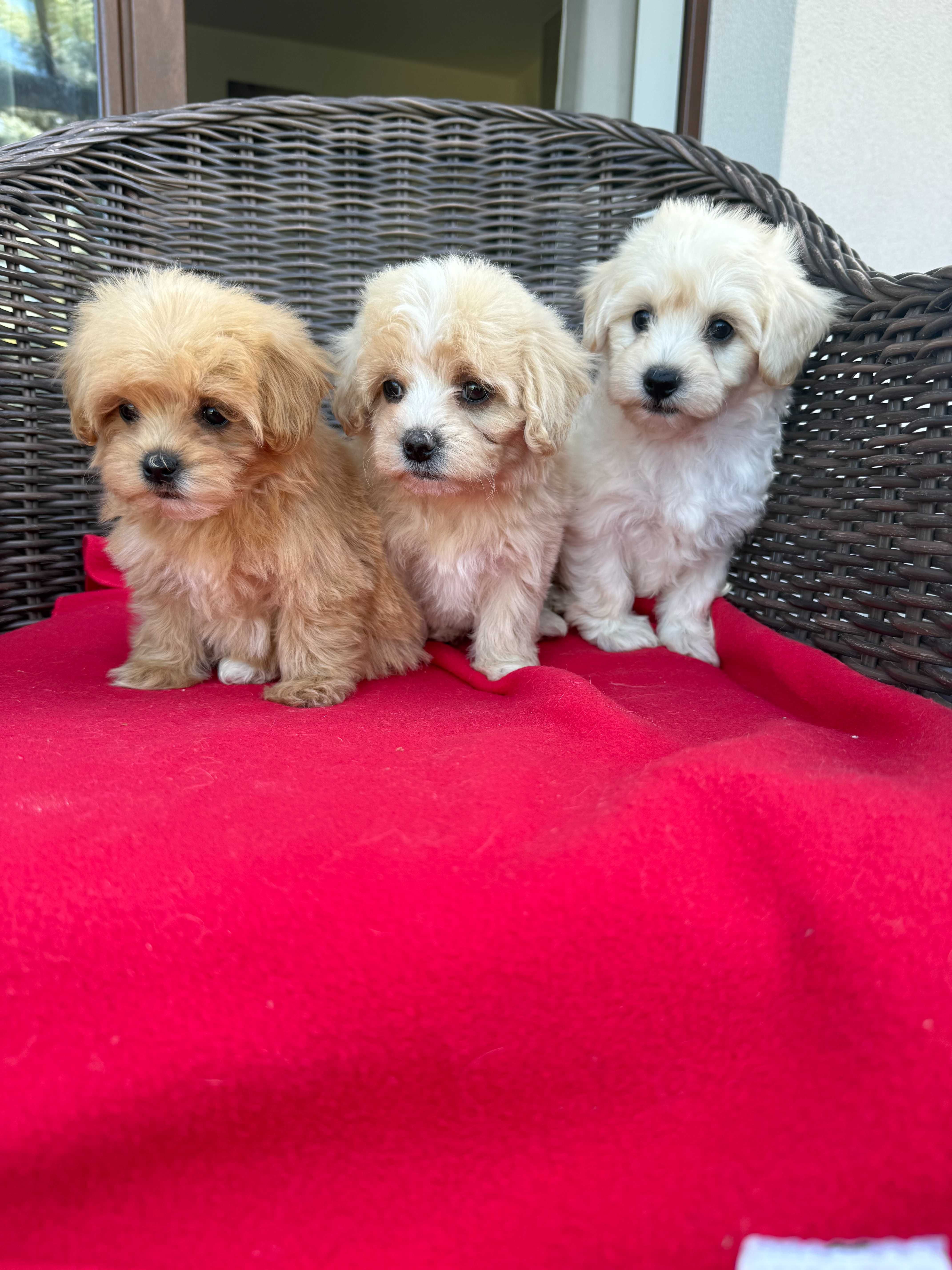 Maltipoo F1 śliczny piesek - już do odbioru