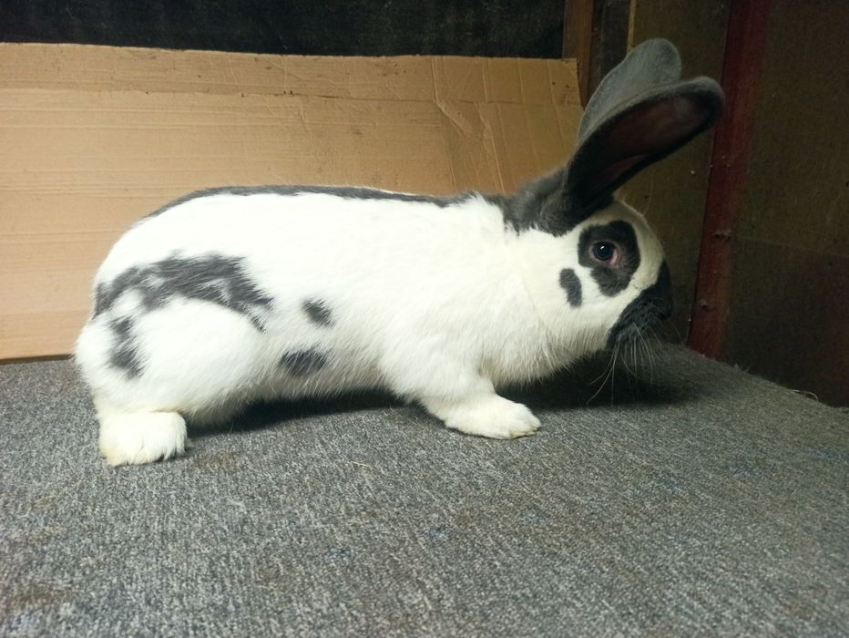 Króliki srokacze niemieckie samce samice