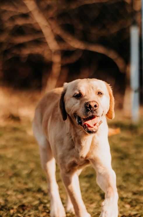 Pełen energii i radości Frodo w typie labradora szuka domu!!!
