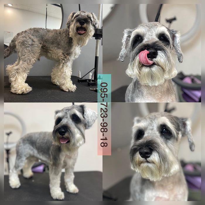 Стрижка, грумінг, грумер КОТІВ, Київ, всі райони